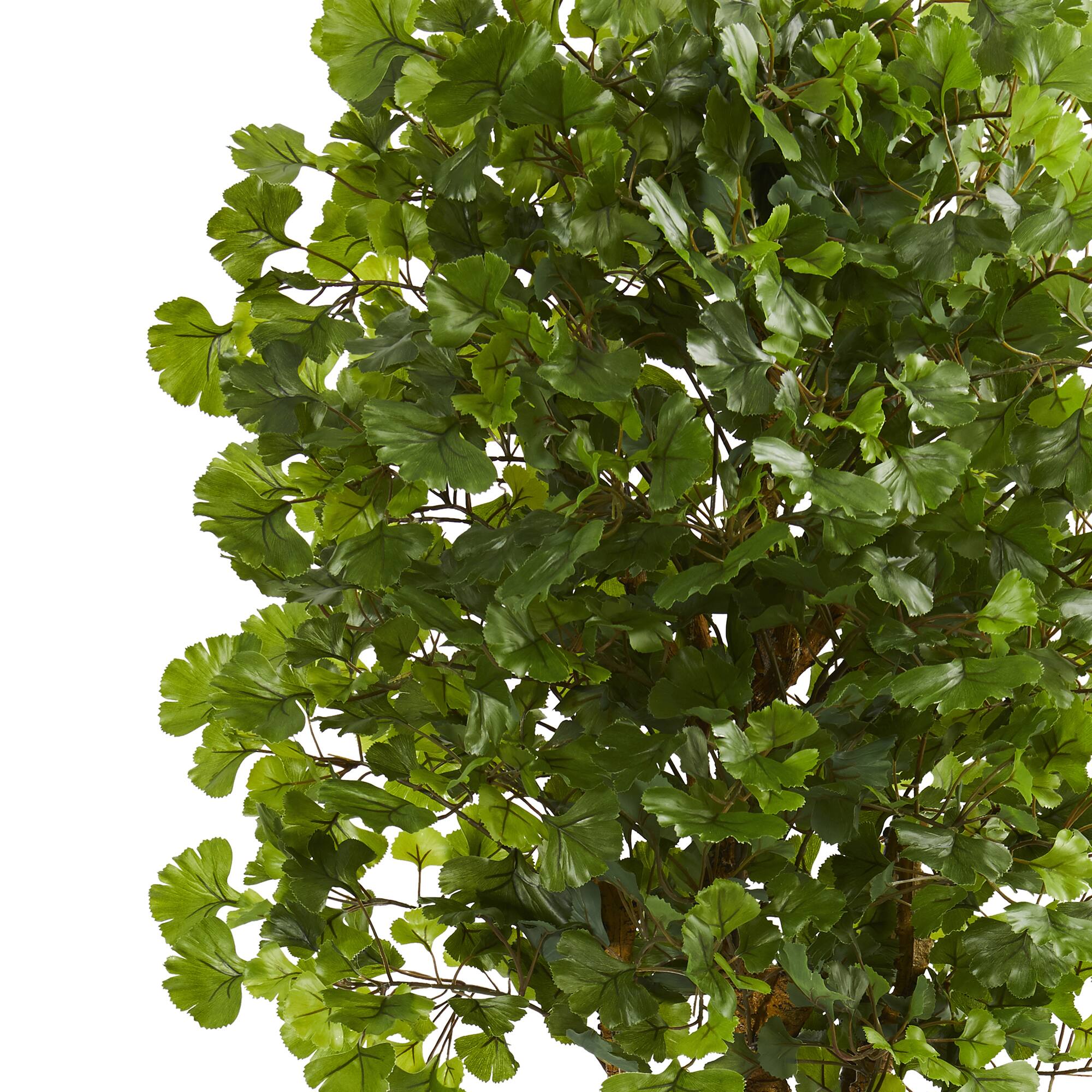 6ft. Ginkgo Biloba Tree